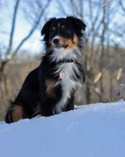 THE COPPER POPPY Juno Forest Custom Dog ID Tag (Custom/Drop-Ship) (Made In The USA) 13 THE COPPER POPPY Juno Forest Custom Dog ID Tag (Custom/Drop-Ship) (Made In The USA) -Pet Sale Shop 10 871a38dd 8699 4e8e 84b6 296e7d50faf8