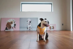 CHARLIE'S BACKYARD Comfort Dog Harness In Yellow -Pet Sale Shop 13a862e60afba5db700641f8aacb550c