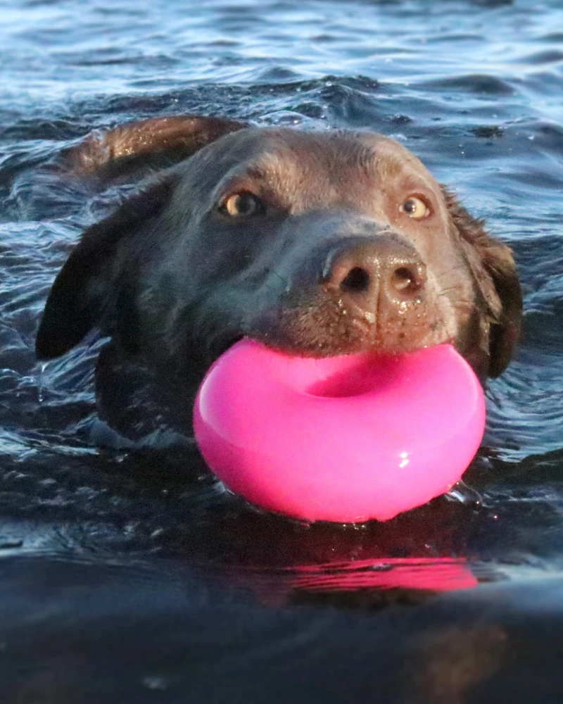 RUFF DAWG Dawg-Nut Rubber Dog Toy (Guaranteed Tough | Made In The USA) 2 RUFF DAWG Dawg-Nut Rubber Dog Toy (Guaranteed Tough | Made In The USA) - Image 2