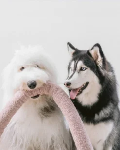 LAMBWOLF COLLECTIVE O Nou Oversized Interactive Dog Toy In Oat -Pet Sale Shop 15 e764f7f8 a165 49c1 80de 7f74aa4970ce