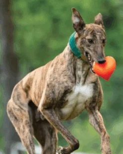 RUFF DAWG Dawg Heart Solid Rubber Dog Toy (Made In The USA) -Pet Sale Shop 19 36fe8651 748c 4bc2 9ba8 a14116264673