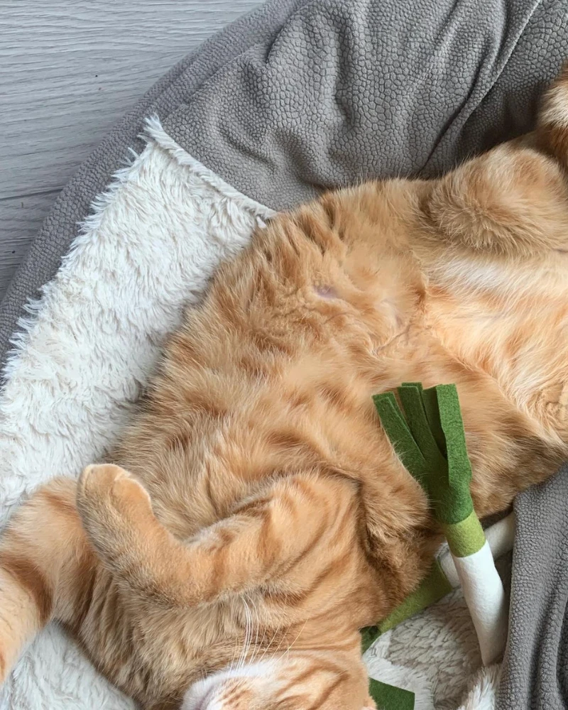 CIAO GATTO Le Petite Leek Catnip Toy 2 CIAO GATTO Le Petite Leek Catnip Toy - Image 2