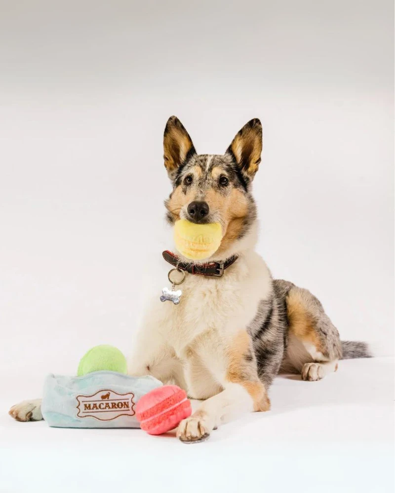 P.L.A.Y. Mutt-A-Rons Squeaky Dog Toy 3 P.L.A.Y. Mutt-A-Rons Squeaky Dog Toy - Image 3