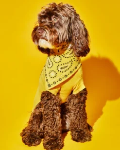 WARE OF THE DOG Merino Wool Bandana Print Sweater In Yellow -Pet Sale Shop 1 1f2c4cad 427b 484a 8769 146c9ae158bd