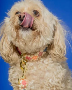 SUSAN ALEXANDRA Broadway Beaded Dog Collar In Matinee (Made In The USA) -Pet Sale Shop 1 3a18ba74 fe96 4b3e 9ba3 867b063b6be0