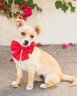 THE FOGGY DOG Ruby Lady Dog Bow