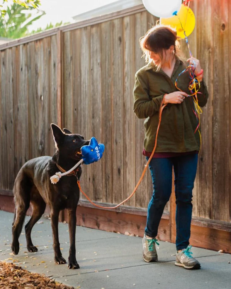 P.L.A.Y. Best Day Ever Balloon Squeaker Dog Toy 2 P.L.A.Y. Best Day Ever Balloon Squeaker Dog Toy - Image 2