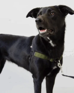 WILDEBEEST Linden No Pull Front Clip Dog Harness -Pet Sale Shop 1 5fc04f54 eb73 45af aece 2cf338bcedeb