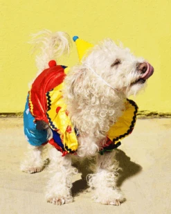 MODERN BEAST Pawty Hat In Yellow