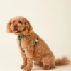 THE FOGGY DOG Evergreen Dog Harness