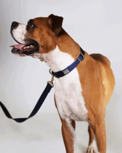 MAJOR DARLING Martingale Dog Collar In Navy + Evergreen (Made In The USA) 7 MAJOR DARLING Martingale Dog Collar In Navy + Evergreen (Made In The USA) -Pet Sale Shop 20 57ba73bd d650 46b9 a33a 86f2b838a623