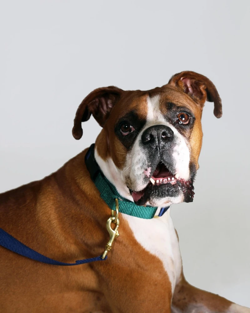 MAJOR DARLING Martingale Dog Collar In Navy + Evergreen (Made In The USA) 2 MAJOR DARLING Martingale Dog Collar In Navy + Evergreen (Made In The USA) - Image 2