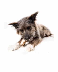 WINNIE LOU Bison Marrow Long-Lasting Chew Bones -Pet Sale Shop 23 57b5a1ff fda5 46e7 8072 87df64a60294