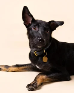 RAMONA FOR YOU Midnight Leather Dog Collar (Made In Guatemala) -Pet Sale Shop 23 f14021a7 ce46 487a b524 13f0f10381a2