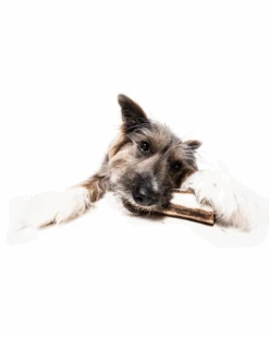 WINNIE LOU Bison Marrow Long-Lasting Chew Bones -Pet Sale Shop 24 fcc64f89 8aab 433b 8f78 7cdd19549dae