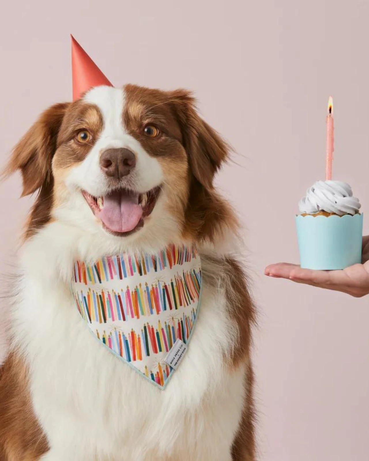 THE FOGGY DOG Rifle Paper Co. X TFD Birthday Candles Dog Bandana 1 THE FOGGY DOG Rifle Paper Co. X TFD Birthday Candles Dog Bandana