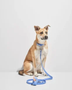 WILD ONE Modern Dog Collar In Moonstone (FINAL SALE) -Pet Sale Shop 2 1f2747b4 88f7 4a60 a5f5 cbf63728be0f