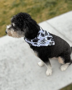 DOODLE PET DESIGN Cooling Dog Bandana In Berne 6 DOODLE PET DESIGN Cooling Dog Bandana In Berne -Pet Sale Shop 2 2aa2f3e3 a42e 4855 a5ac e33a44d25688