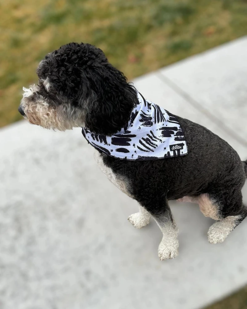 DOODLE PET DESIGN Cooling Dog Bandana In Berne 3 DOODLE PET DESIGN Cooling Dog Bandana In Berne - Image 3