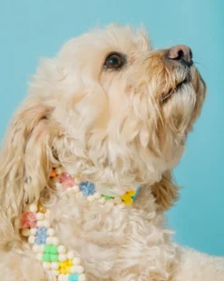 SUSAN ALEXANDRA Broadway Beaded Dog Collar In Matinee (Made In The USA) -Pet Sale Shop 2 2d8a43a2 93f5 4079 8226 127c455e6c3b