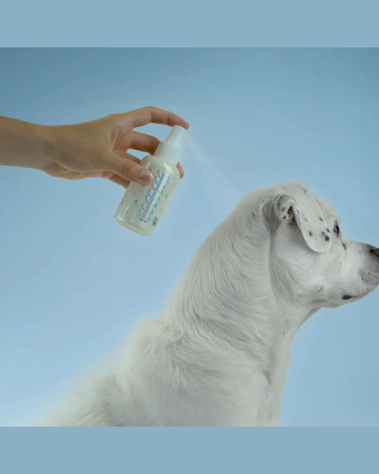 MUTT FRESH DOG CARE No Rinse Dry Shampoo Mists For Pets In Fresh Lavender (Made In The USA) 3 MUTT FRESH DOG CARE No Rinse Dry Shampoo Mists For Pets In Fresh Lavender (Made In The USA) - Image 3