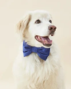 THE FOGGY DOG Navy Velvet Dog Bow-Tie (Made In The USA) 7 THE FOGGY DOG Navy Velvet Dog Bow-Tie (Made In The USA) -Pet Sale Shop 2 41511c38 938b 40da be6a dabe70135ea9