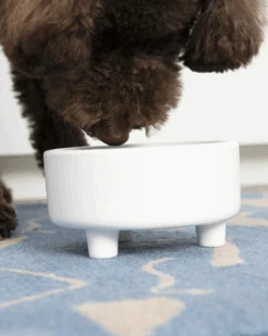 WAGGO Uplift Ceramic Dog Bowl In White (FINAL SALE) -Pet Sale Shop 2 83ced9de 2e93 4342 b1d9 1621ebae9b73
