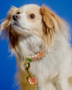 SUSAN ALEXANDRA Broadway Beaded Dog Leash In Matinee (Made In The USA) -Pet Sale Shop 2 92ae64da 1633 4921 82b5 d867f578362c