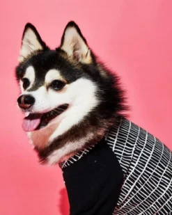 WARE OF THE DOG Geometric Print Dog T-Shirt (Made In The USA) 6 WARE OF THE DOG Geometric Print Dog T-Shirt (Made In The USA) -Pet Sale Shop 2 9fec1ae1 9554 4ae5 89b4 4f039519d1f2