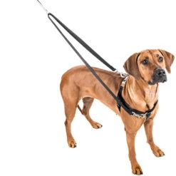 2 Hounds Design Freedom No-Pull Harness In Spice (Made In The USA) -Pet Sale Shop 2 Hounds Design