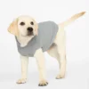 BROCHU WALKER The Cashmere Dog Hoodie Dog & Co X Brochu Walker Exclusive
