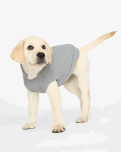 BROCHU WALKER The Cashmere Dog Hoodie Dog & Co X Brochu Walker Exclusive