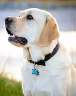 NITE IZE MicroLink® Pet Tag Carabiner (2-Pack) 15 NITE IZE MicroLink® Pet Tag Carabiner (2-Pack) -Pet Sale Shop 2 db646b89 51c0 4033 9c32 54bb6a2154ec