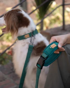 CHARLIE'S BACKYARD Town Padded Dog Leash -Pet Sale Shop 2 e878a981 8220 4009 a4d8 abb8729870c5