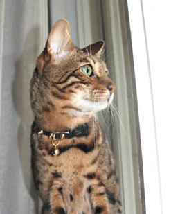 NICE DIGS Spike Leather Cat Collar In Gold Noir