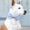 THE FOGGY DOG Chambray Dots Dog Bow Tie (Made In The USA)