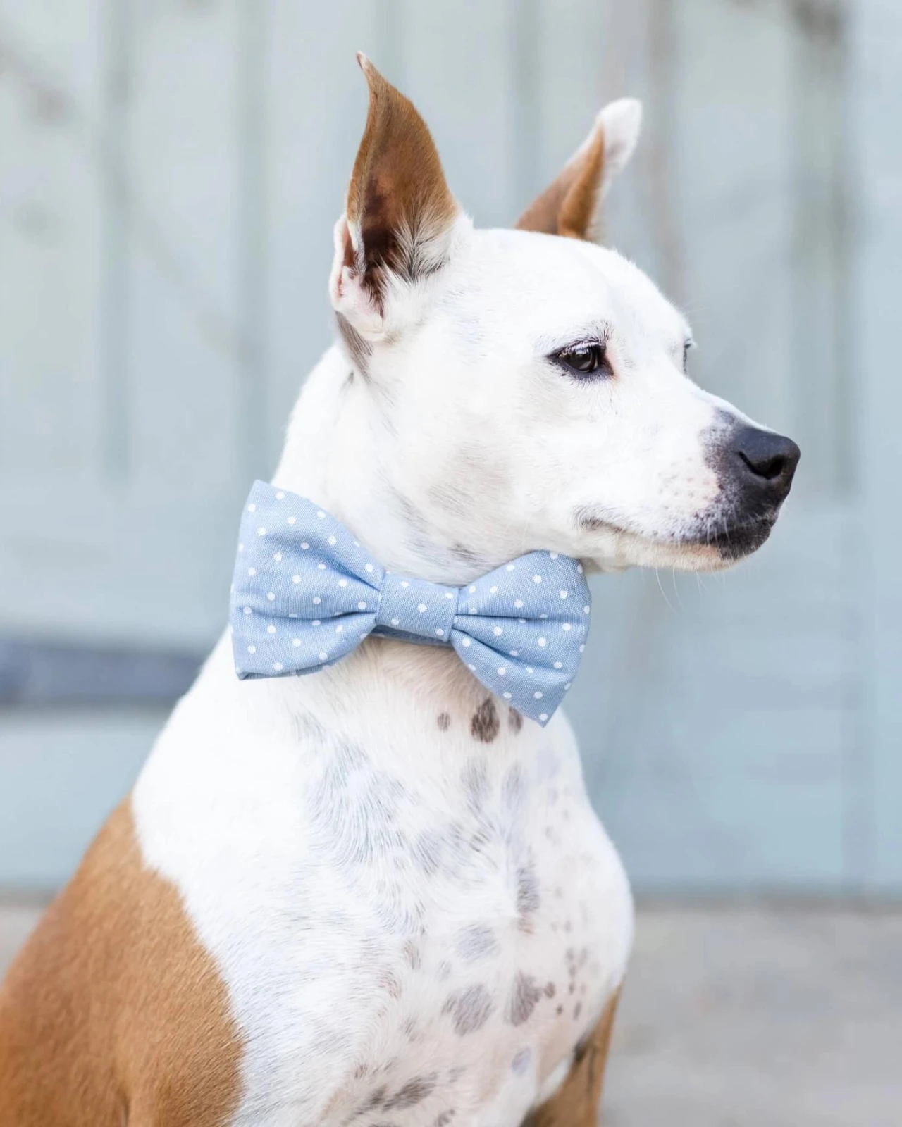 THE FOGGY DOG Chambray Dots Dog Bow Tie (Made In The USA) 1 THE FOGGY DOG Chambray Dots Dog Bow Tie (Made In The USA)