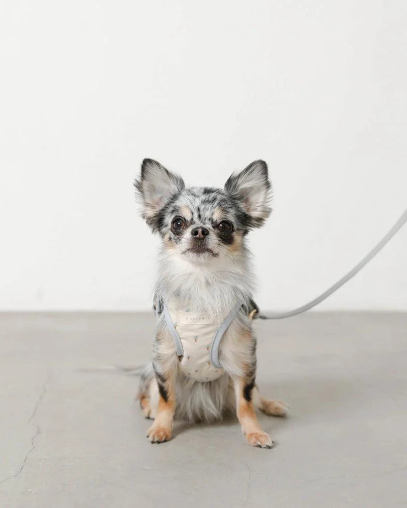 MONCHERI Padded Ice Cream Cone Dog Harness + Lead Set 2 MONCHERI Padded Ice Cream Cone Dog Harness + Lead Set - Image 2