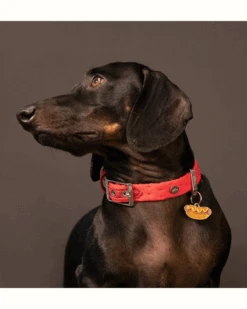 Pet Sale Shop -Pet Sale Shop 38 bcc23a97 7857 43b5 a9cd 8d780199b289