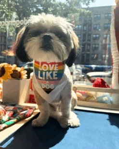 DOG & CO. Love Like A Dog Pride Bandana -Pet Sale Shop 38 f4ef4a00 9fee 4423 a8eb 7007f55eefef