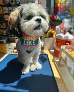 DOG & CO. Love Like A Dog Pride Bandana -Pet Sale Shop 39 71e5b6ff 6e2b 4264 bc03 ae6034062e4e