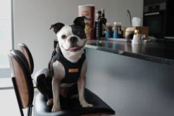 CHARLIE'S BACKYARD Comfort Dog Harness In Black -Pet Sale Shop 39adf71637cbd0b20c1b33085fbba8e7