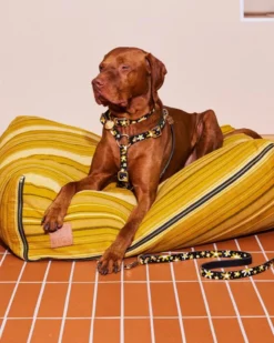 NICE DIGS Posie Leather Dog Harness In Sunshine -Pet Sale Shop 3 0826376c ab79 4f57 9676 c90c68aa363c