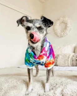SHANNA'S TIE DYE Tie Dye Dog Hoodie In Rainbow -Pet Sale Shop 3 088a7396 8b6f 4236 a9dd b01234d3b31c