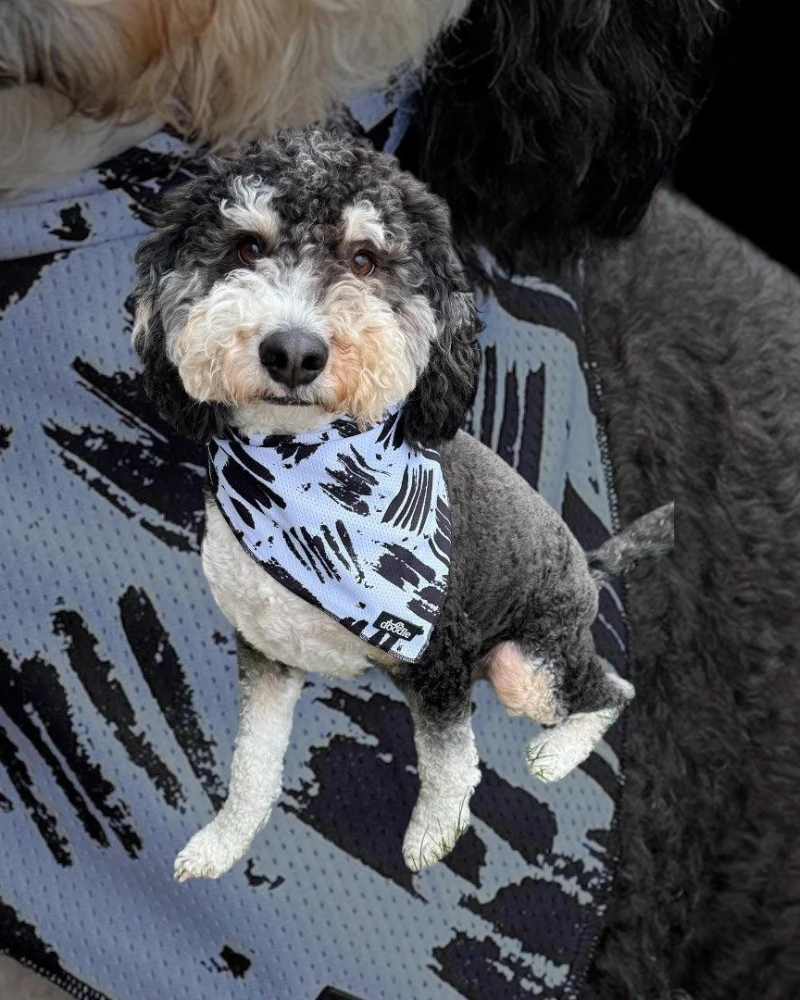 DOODLE PET DESIGN Cooling Dog Bandana In Berne 2 DOODLE PET DESIGN Cooling Dog Bandana In Berne - Image 2