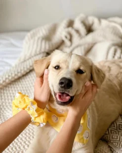 THE PAWS Smiley Friends Dog Bandana 8 THE PAWS Smiley Friends Dog Bandana -Pet Sale Shop 3 2b2e184a 2fd4 4c32 886e 8b6a93f36b85