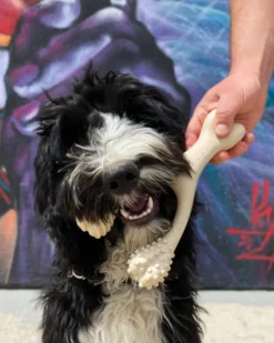 BETTERBONE Natural Hypoallergenic Eco-Friendly Dog Chew Toy 17 BETTERBONE Natural Hypoallergenic Eco-Friendly Dog Chew Toy -Pet Sale Shop 3 356113eb 8d6f 45e4 a18c 0dbcc32f7685