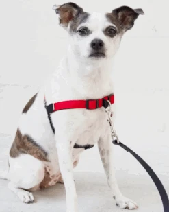 WILDEBEEST Linden No Pull Front Clip Dog Harness -Pet Sale Shop 3 3b52f5f9 933b 4877 a7b5 245149360799