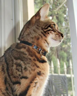 NICE DIGS Spike Leather Cat Collar In Gold Noir -Pet Sale Shop 3 450bfaf0 c64e 4618 833f d4d9f49c0226