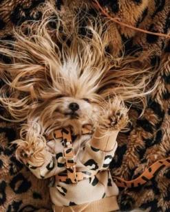 NICE DIGS Tiggy Leather Dog Harness -Pet Sale Shop 3 50719b62 5e28 491f 8423 7adb6dcfbdce